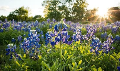 Bluebonnet Property Inspections, PLLC
