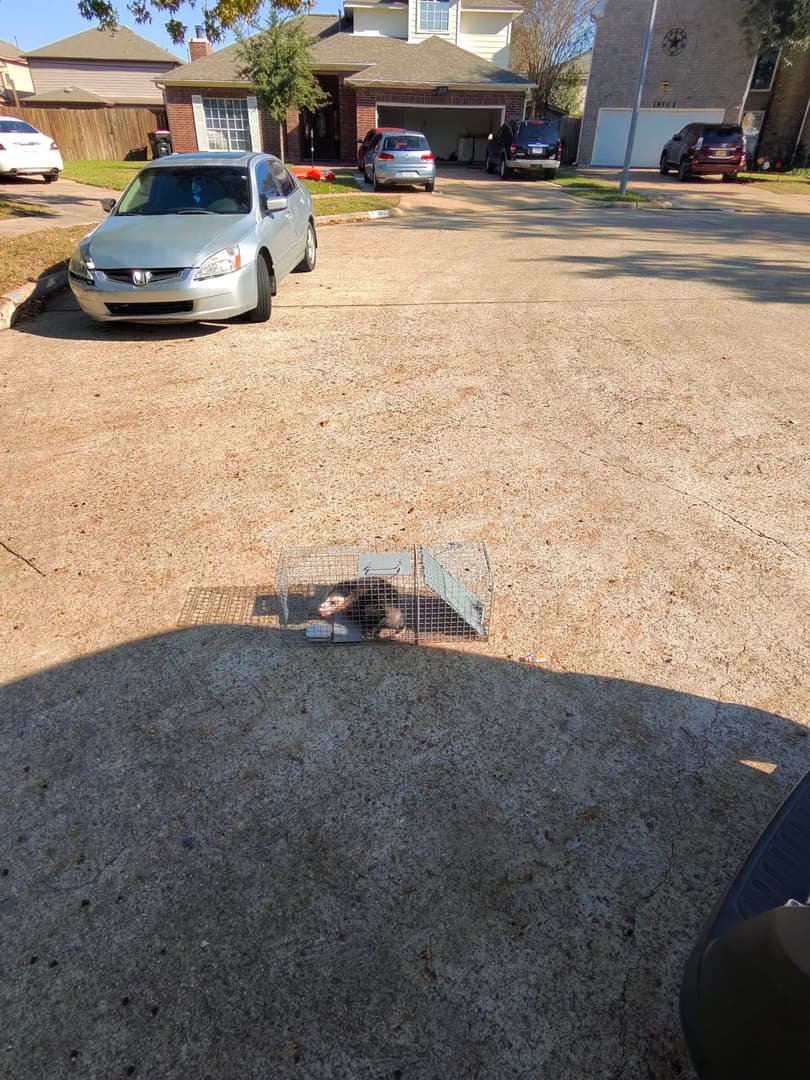 All N-1 Pest Control Management LLC