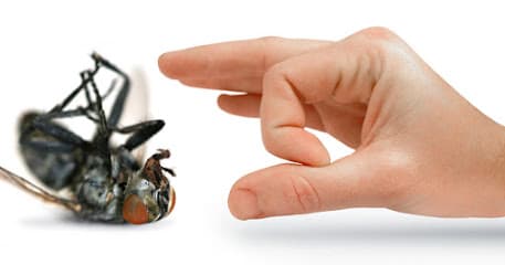 Hoelscher Pest Control