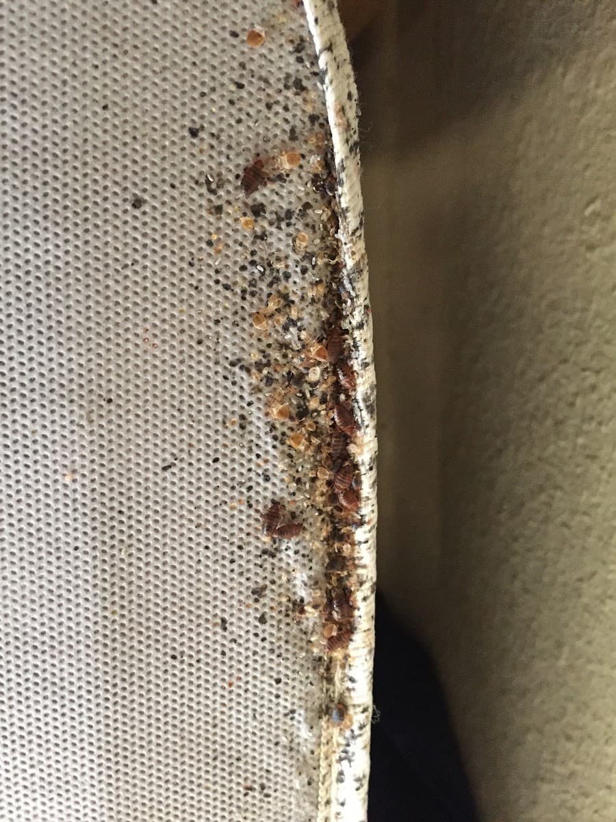 Sandhoff Services Pest and Termite