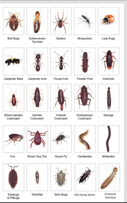 Gold standard pest control LLC