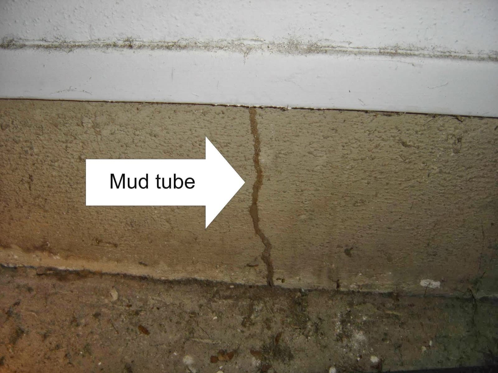 A North Texas Termite Specialist