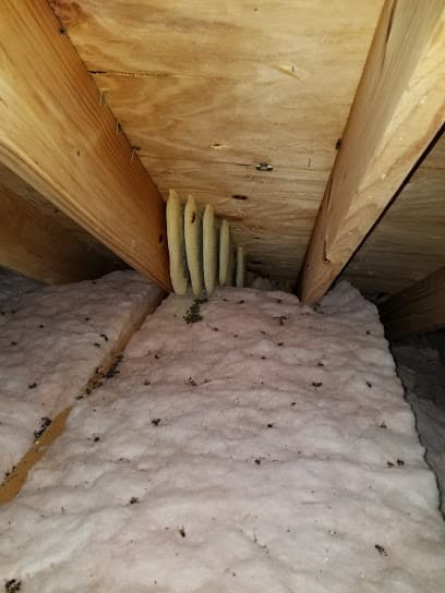 South Texas pest Control