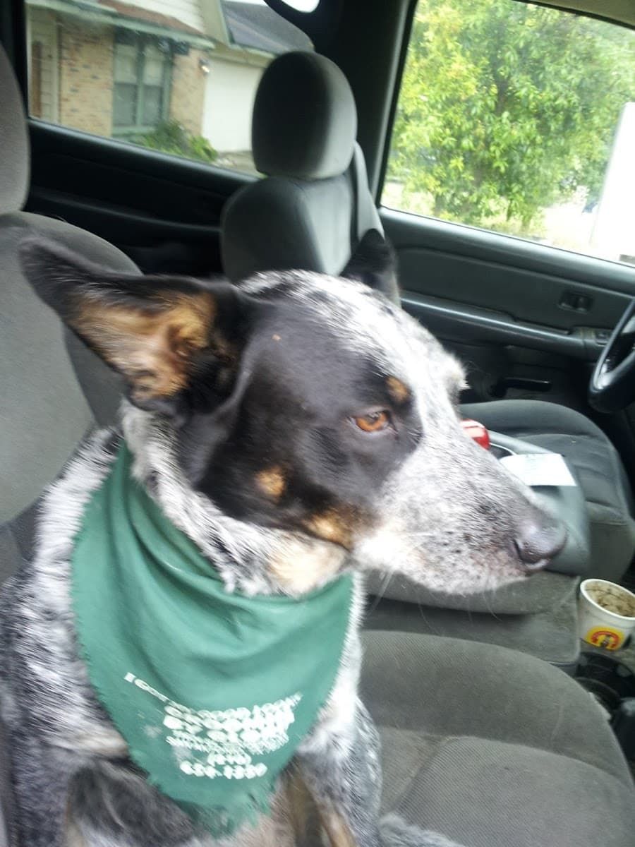 Denn's Best Pest Control