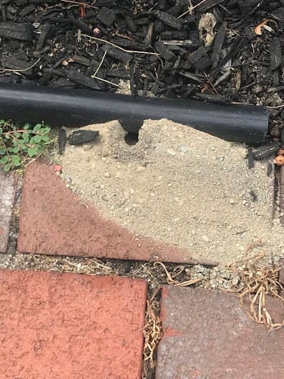 D Bug Pest Solutions