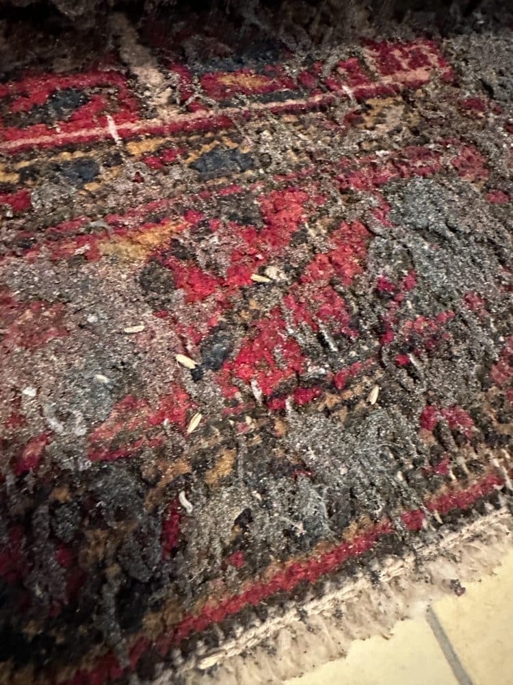 Tip Top Pest Control Dallas