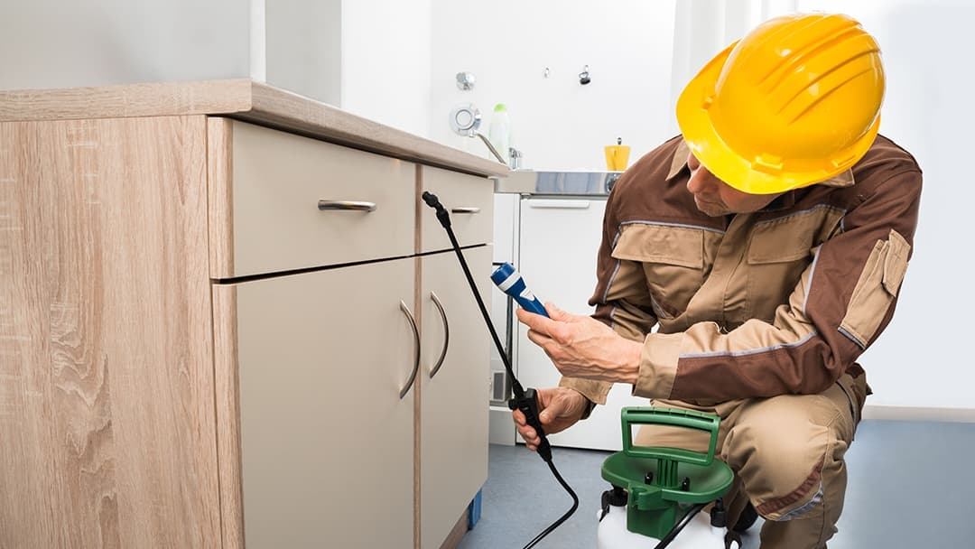 Denton County Termite & Pest Control Inc — pest control in Denton, DENTON County, TX