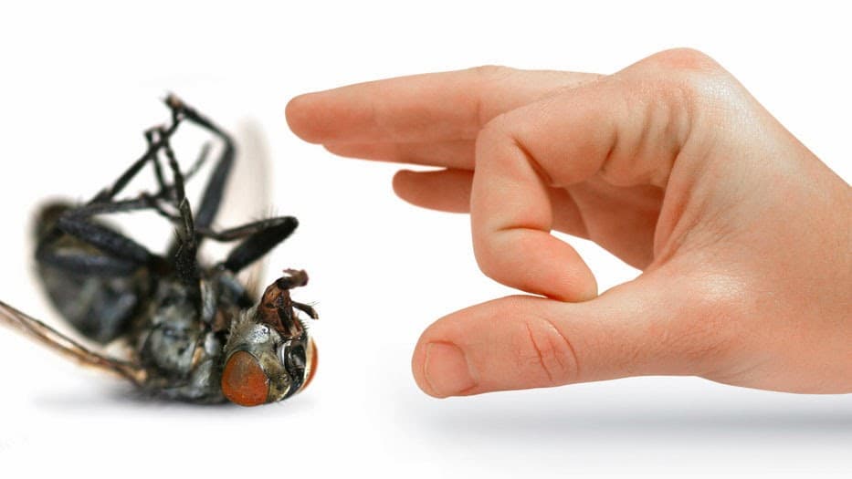 Town & Country Pest Control Inc.