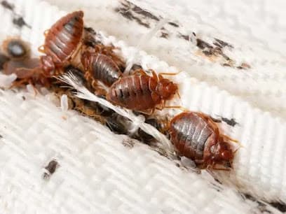 Extermify Pest Solutions