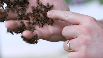 Bee Safe Bee Removal