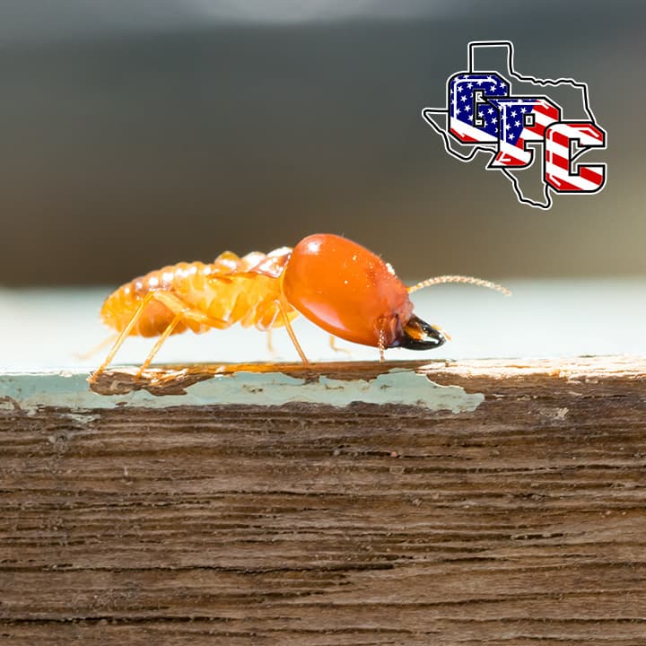 Georgetown Pest Control