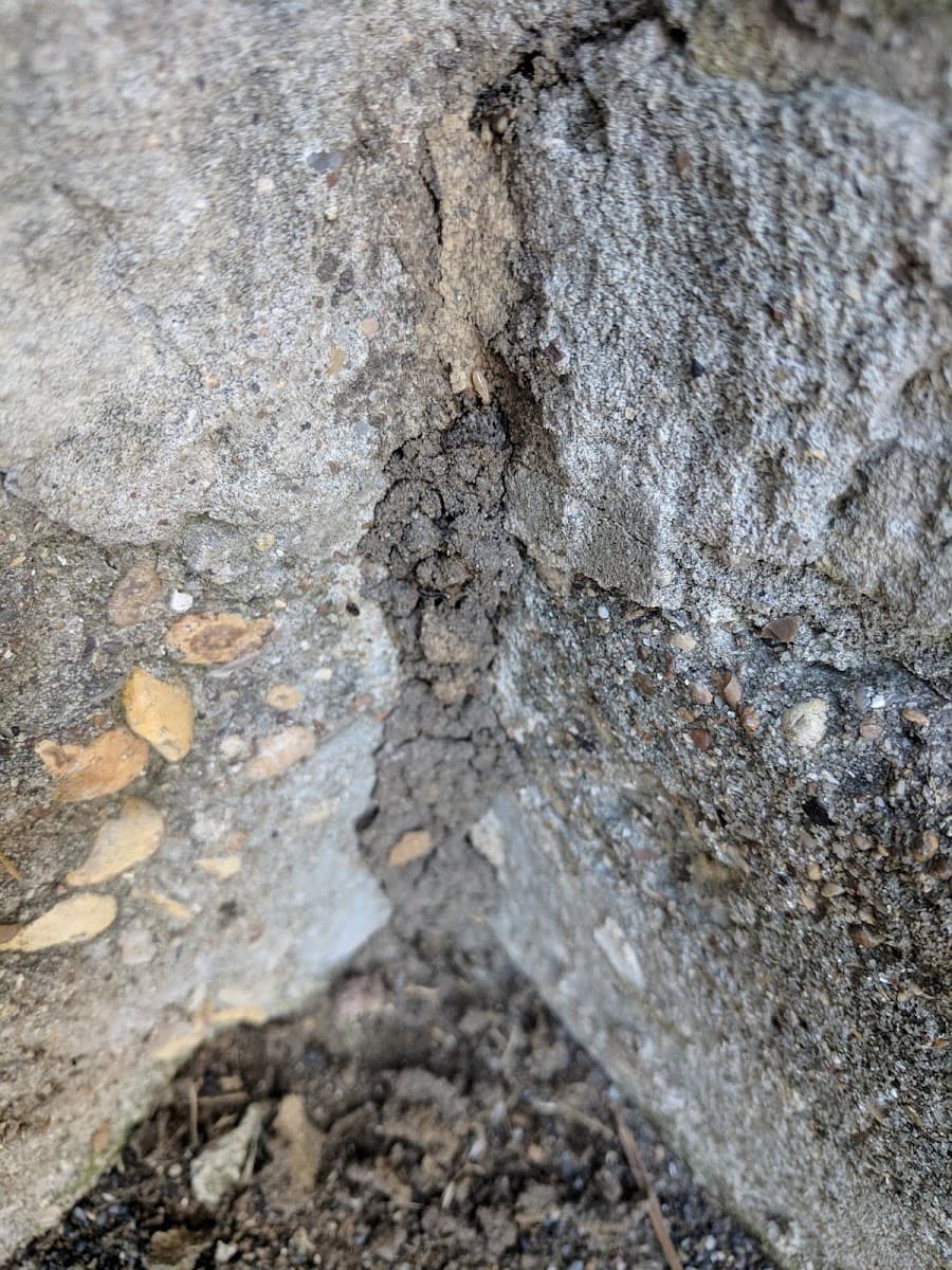 All Pro Pest Control Services