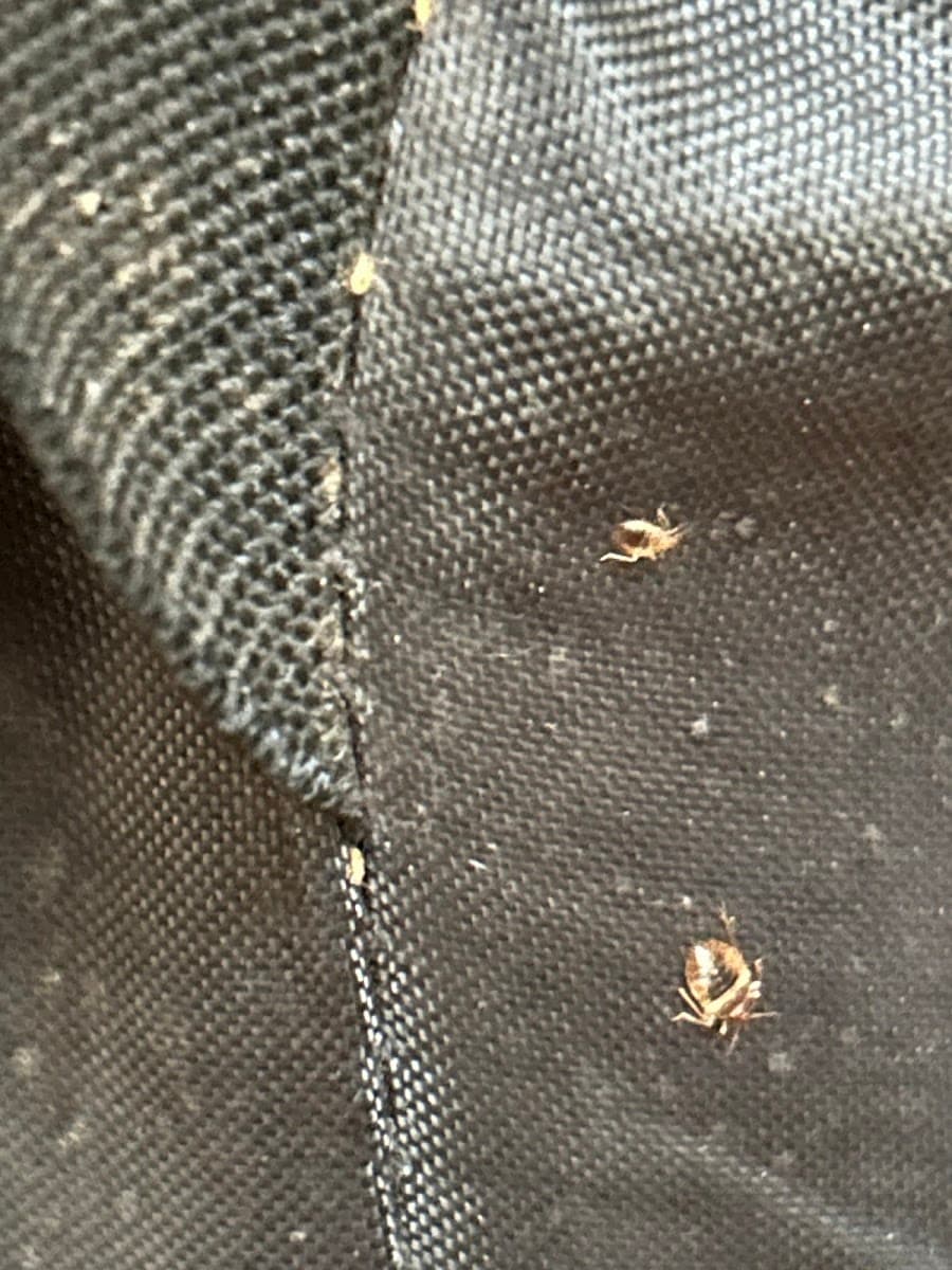 Phoenix Pest Solutions, LLC