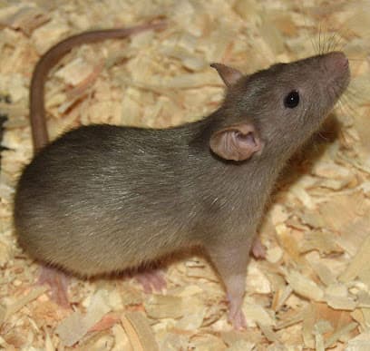 Pest Solutions & Exterminators of Fort Worth