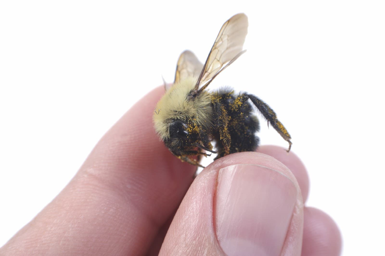 Hernandez Pest Control LLC