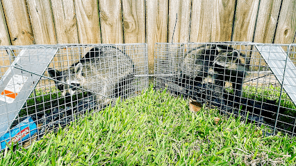 Bayou City Wildlife Removal