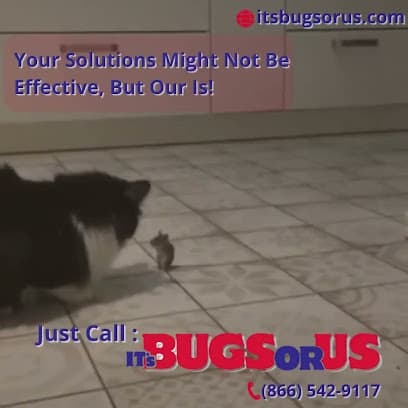 It's Bugs Or Us Pest Control - Tyler