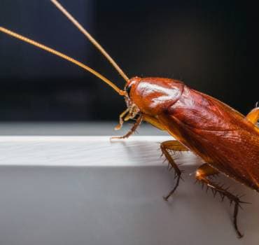 Advanced Pest Control