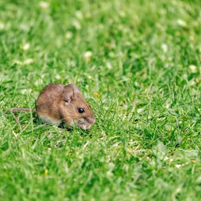 Young Guns Pest Control