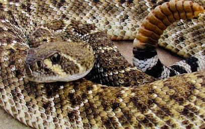 Top-O-Texas Termite & Pest Control Inc.