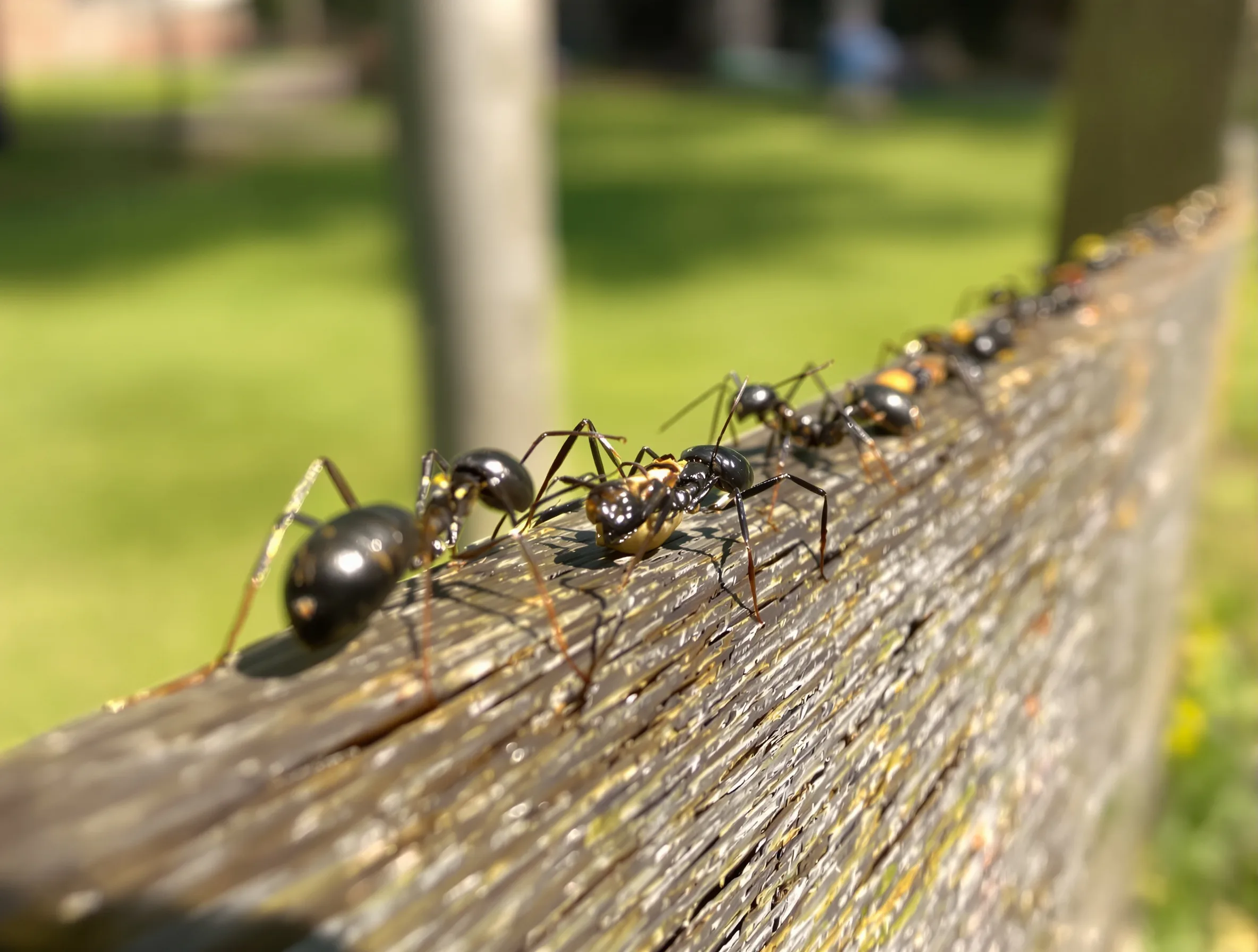 Ants & Fire Ants — common Texas pest requiring professional control