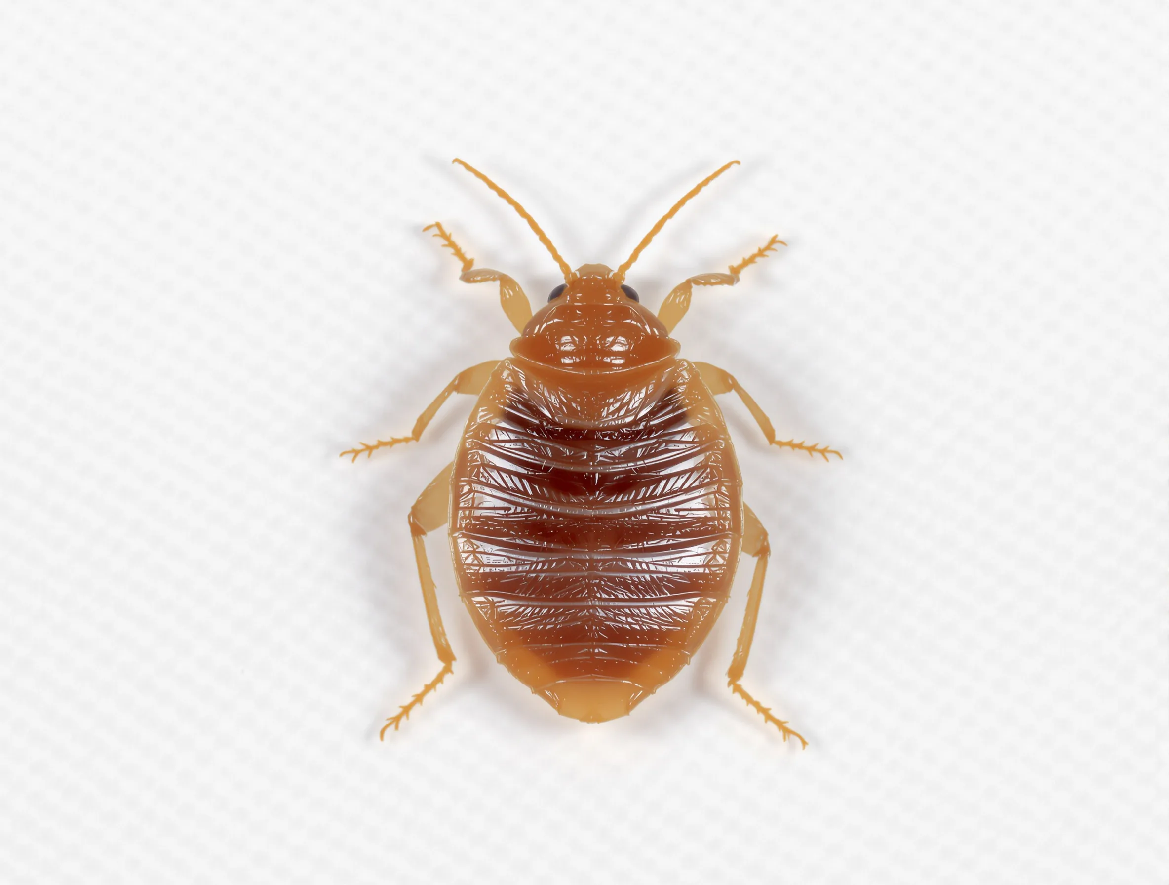 Bed Bugs — common Texas pest requiring professional control