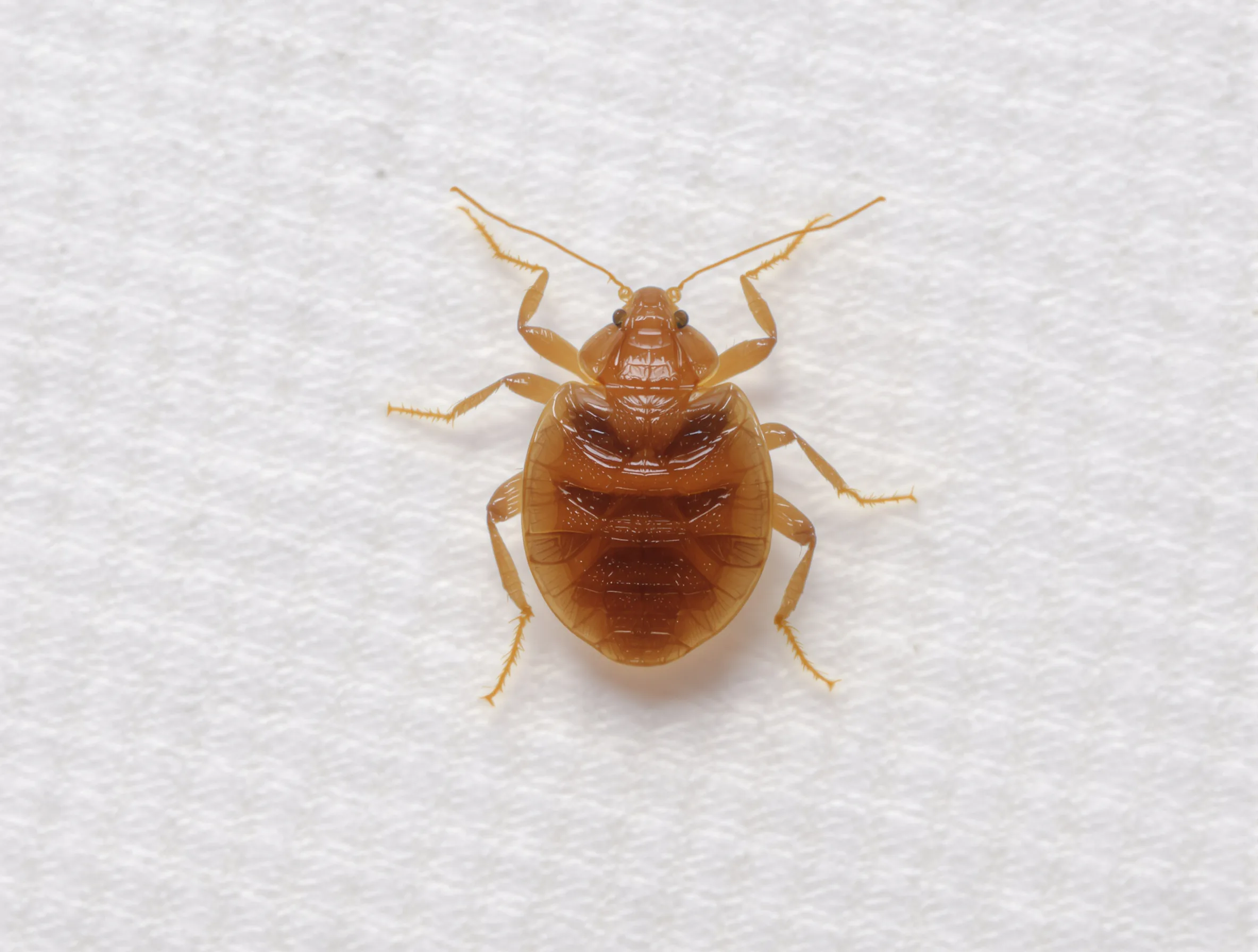 Bed Bugs — common Texas pest requiring professional control