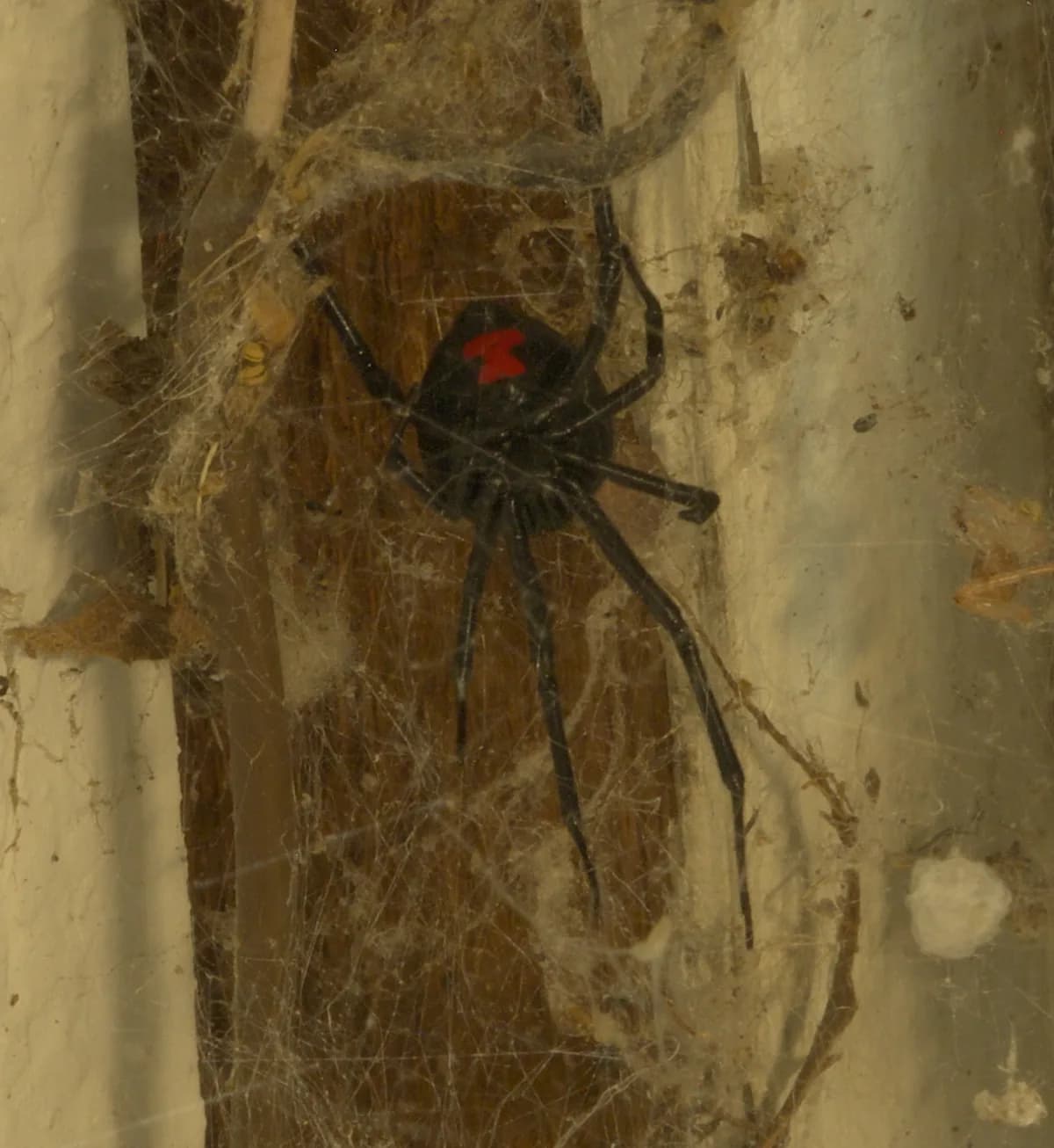 Black widow spider hanging in her messy, irregular web in a sheltered corner
