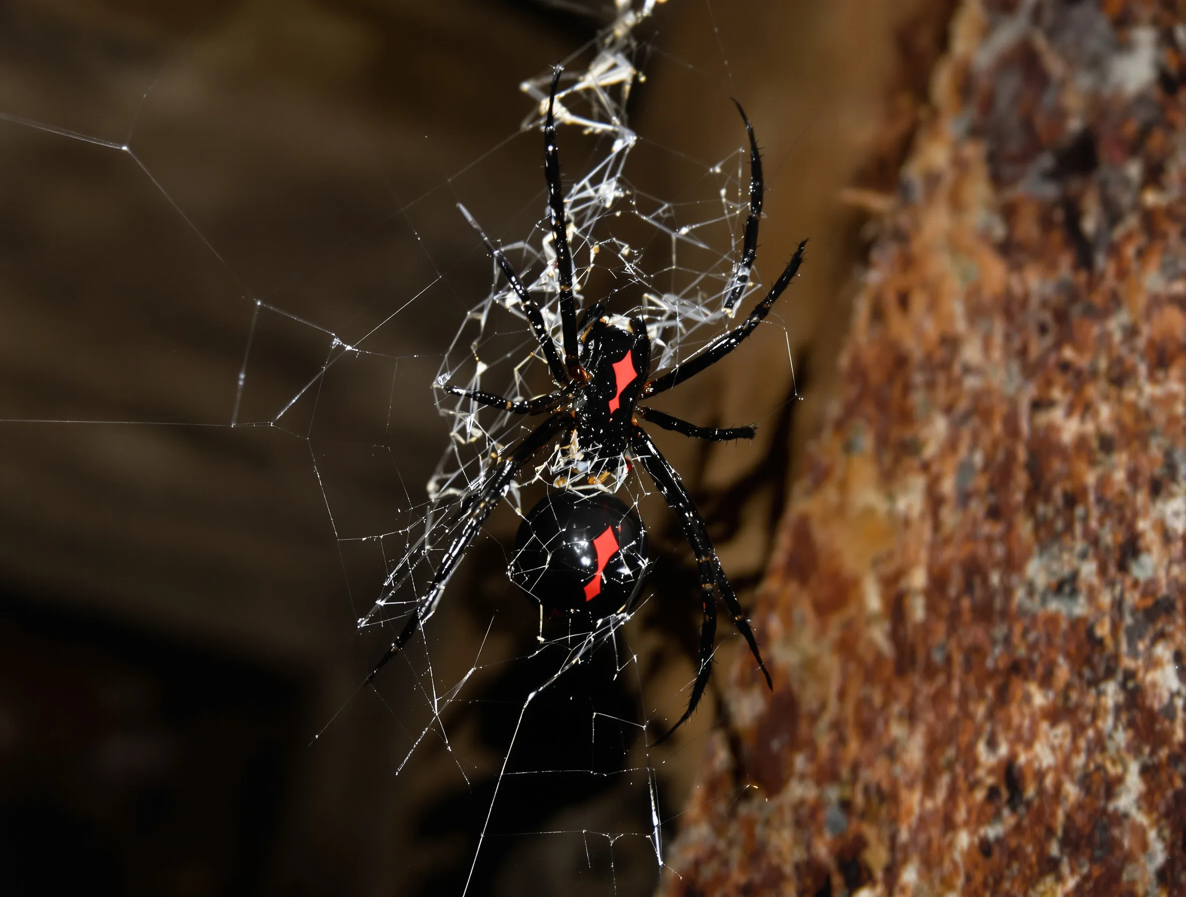 Black Widow Spider — common Texas pest requiring professional control