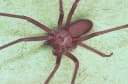 Brown recluse spider