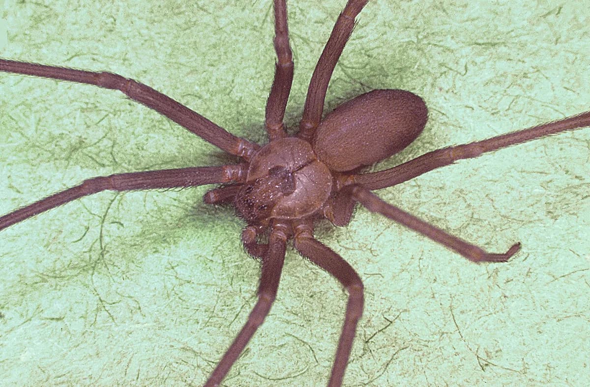 Adult brown recluse spider from above, showing the dark violin-shaped marking on the cephalothorax