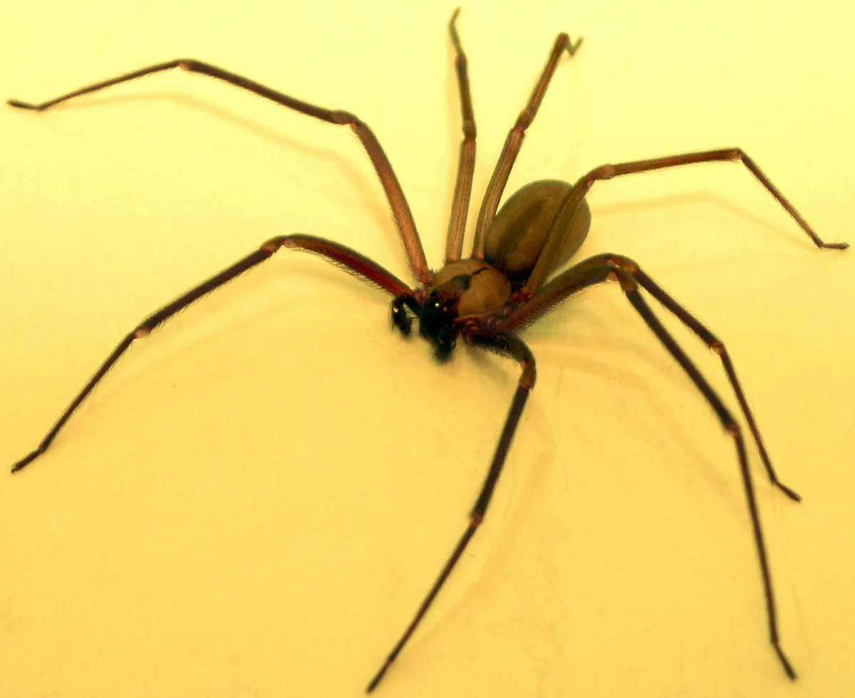 Live brown recluse spider in side profile showing long, thin, uniformly colored legs