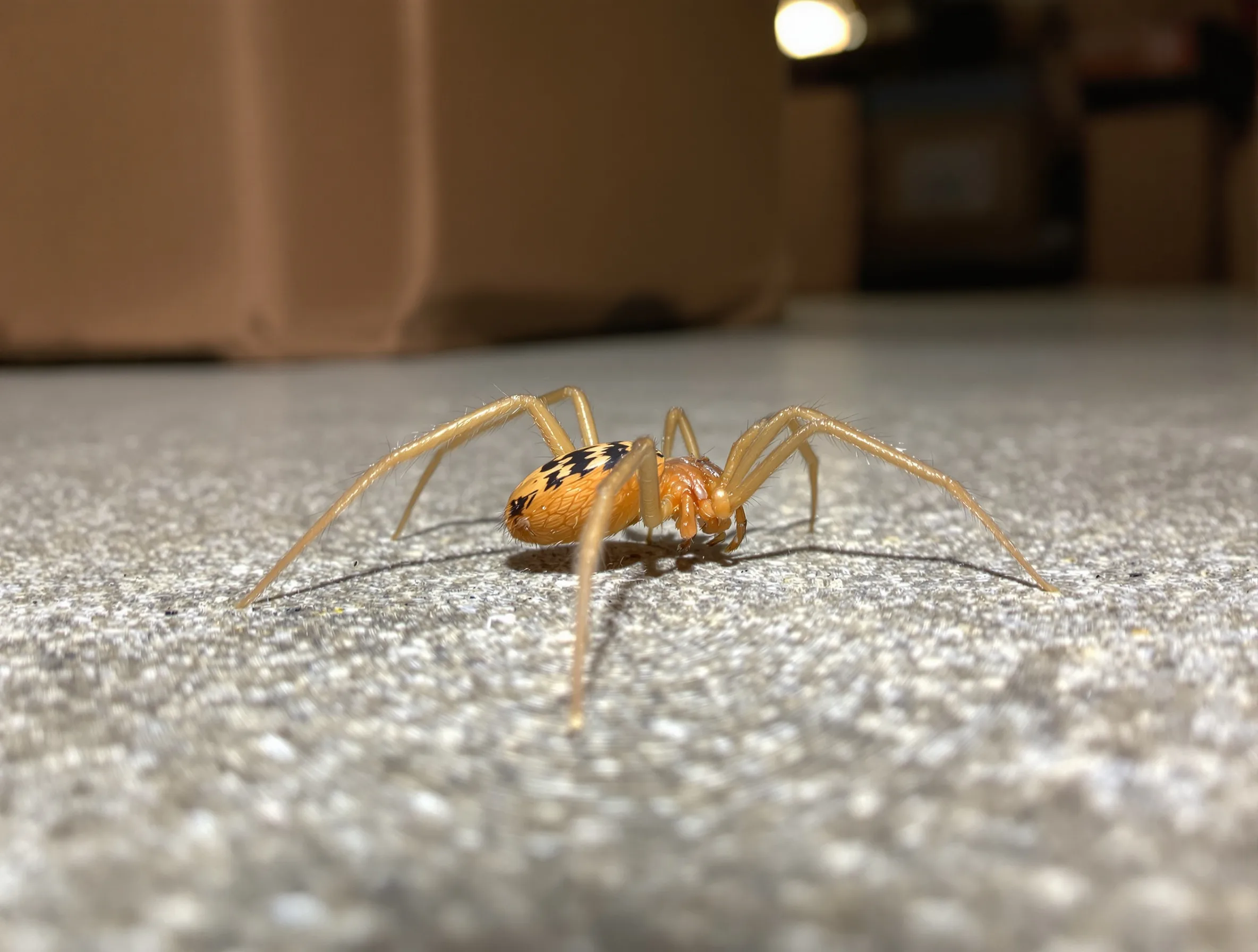 Brown Recluse Spider — common Texas pest requiring professional control