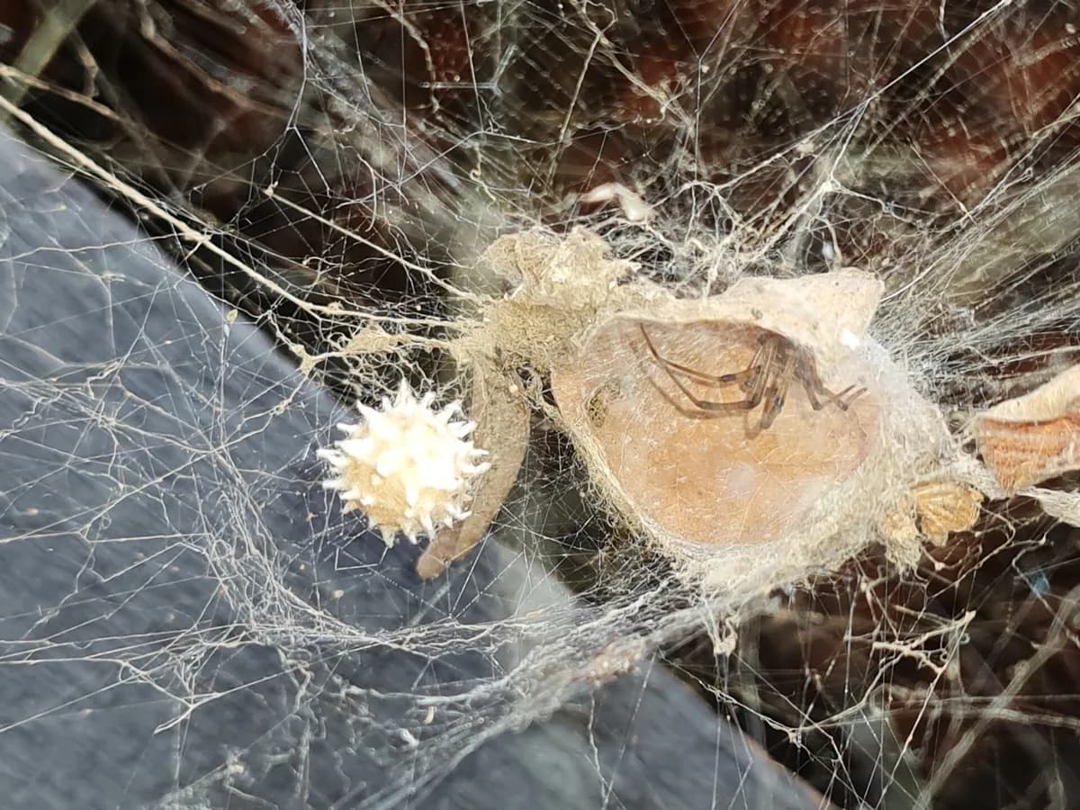 Brown widow spider in her web with a spiky white egg sac