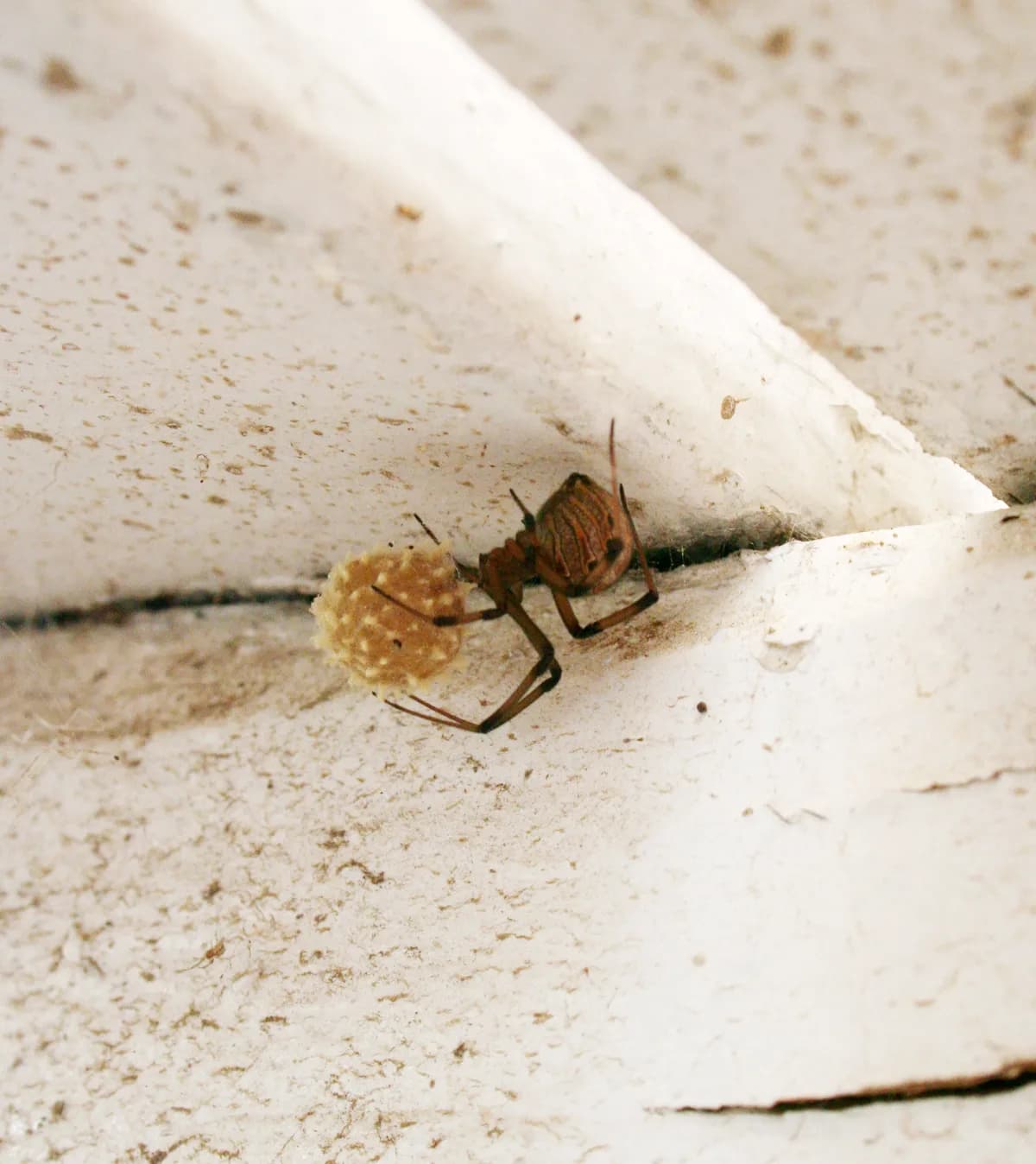 Brown widow spider guarding her spiky egg sac on a wall
