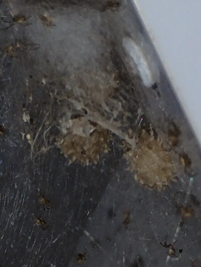 Two spiky brown widow egg sacs hanging in a web