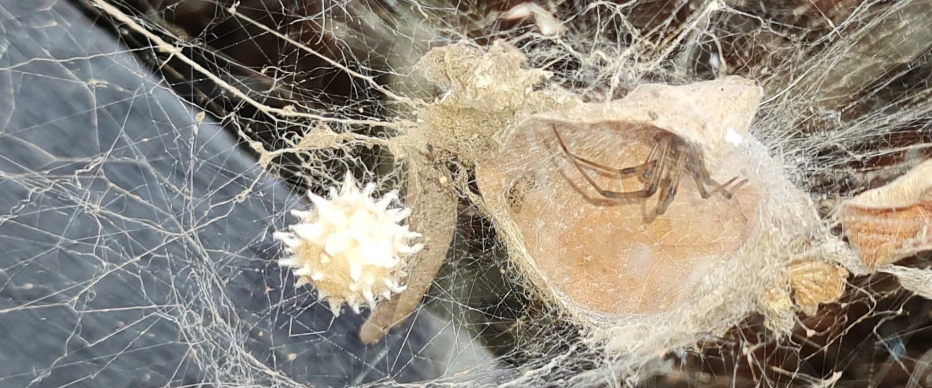 Brown Widow — common Texas pest requiring professional control