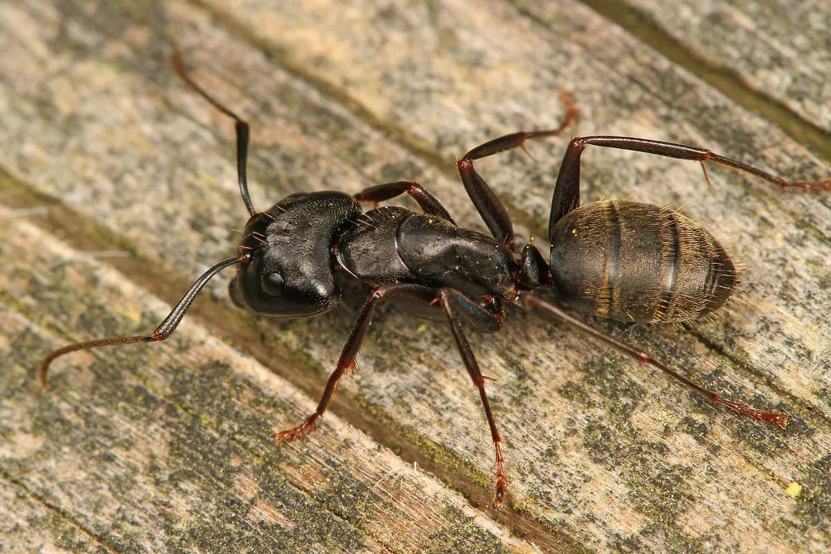 Black carpenter ant on wood showing large size and smooth arched thorax