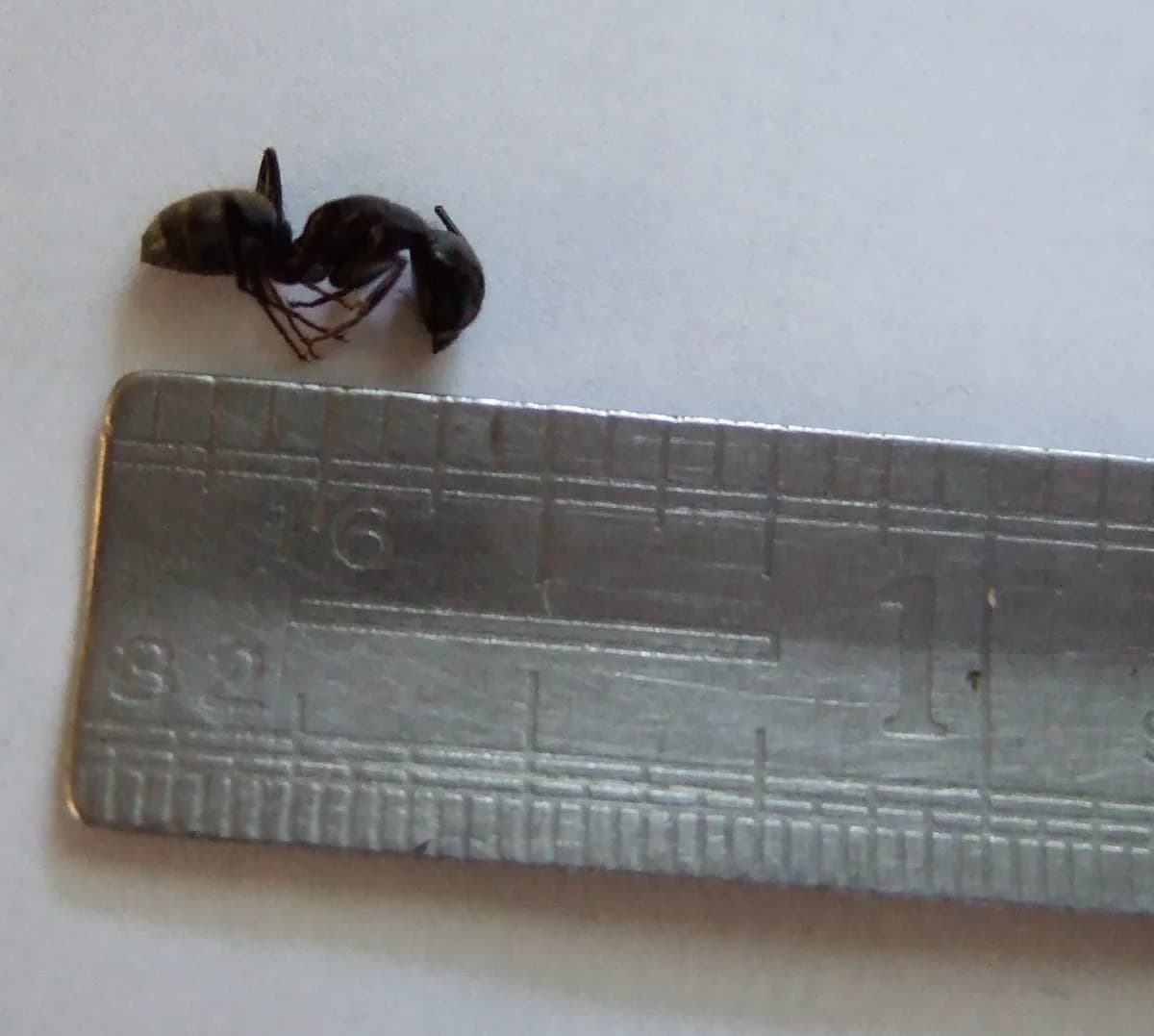 Carpenter ant next to a ruler showing its half-inch size