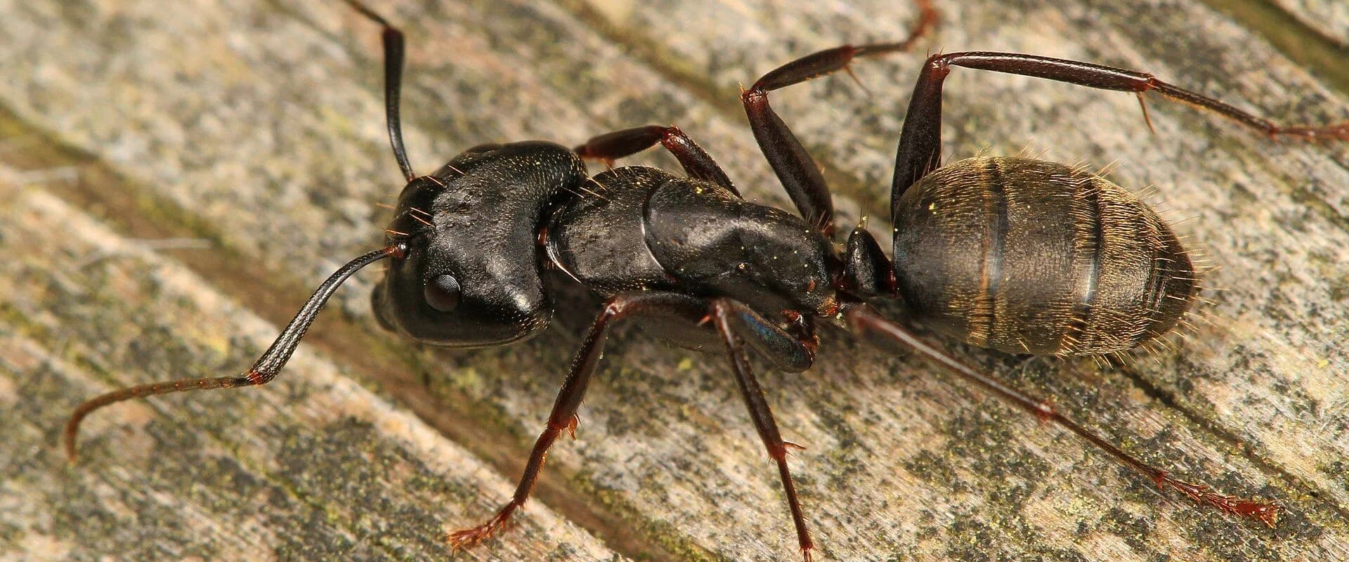 Carpenter Ant — common Texas pest requiring professional control