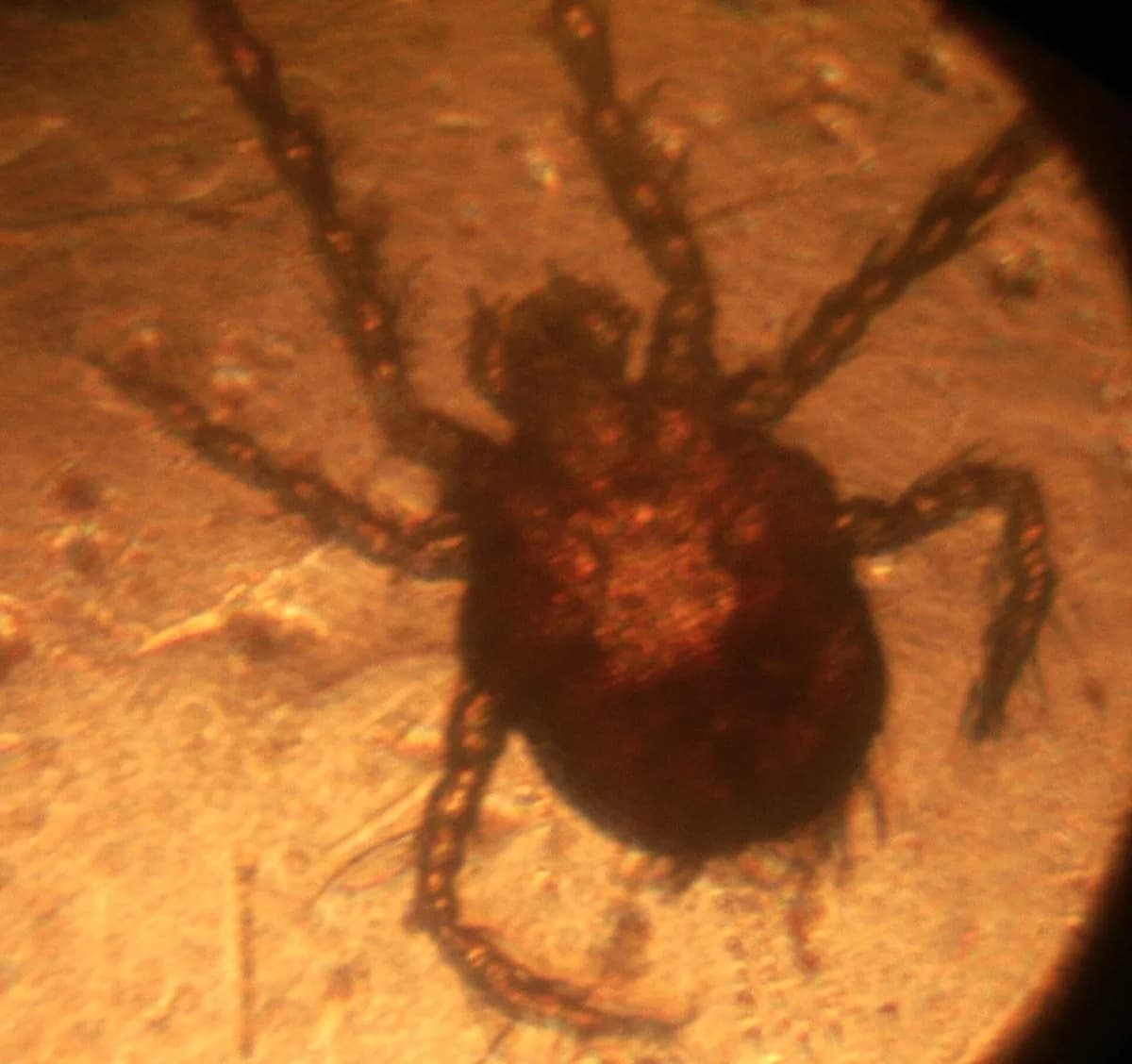 Adult harvest mite (relative of the chigger) under magnification showing its red velvety body