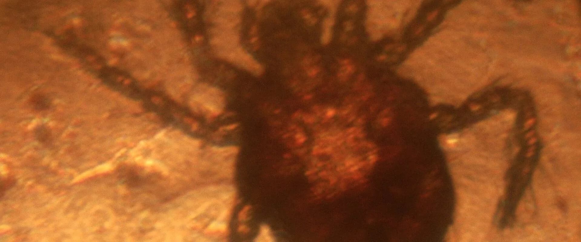 Chiggers — common Texas pest requiring professional control