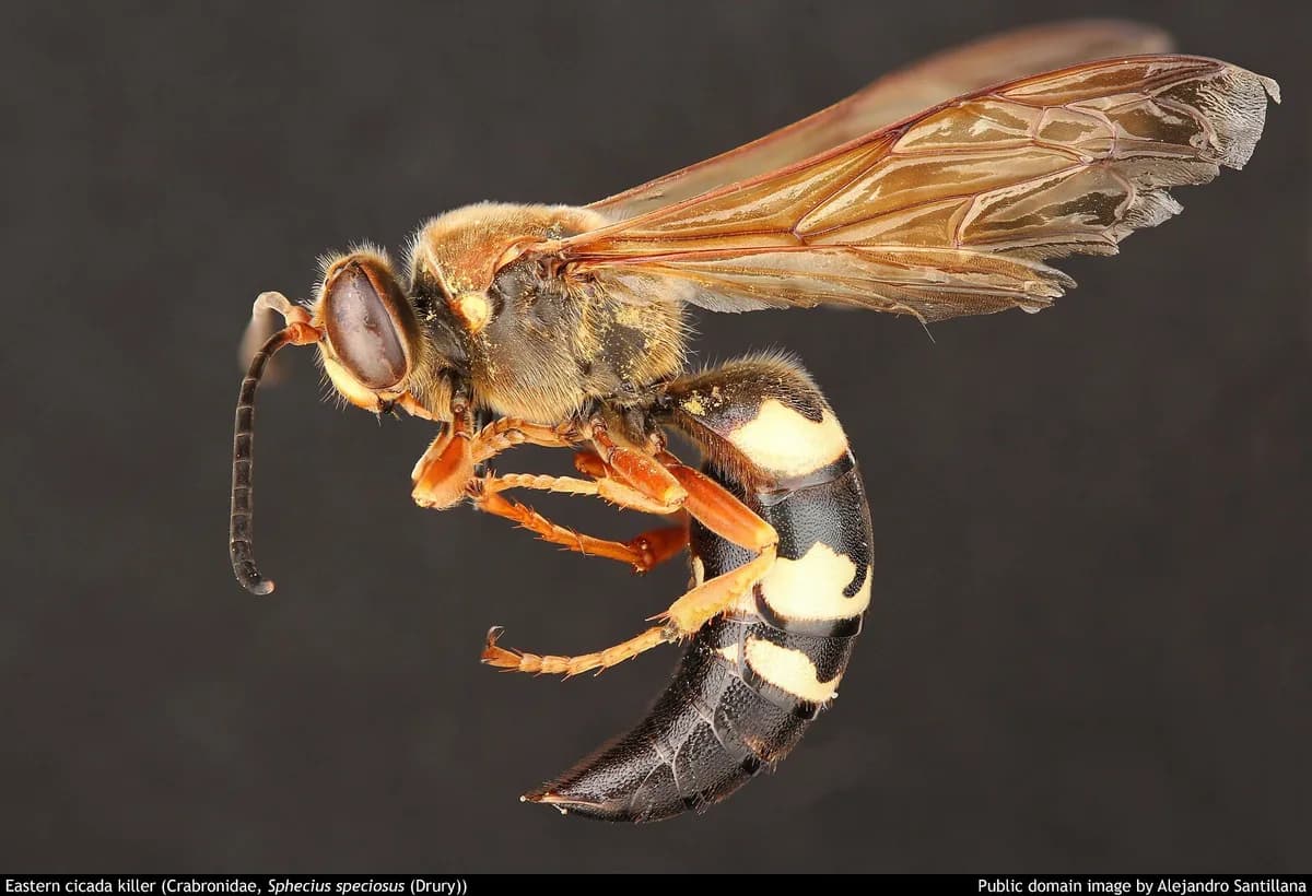 Eastern cicada killer wasp in side profile showing yellow-banded black abdomen and orange legs