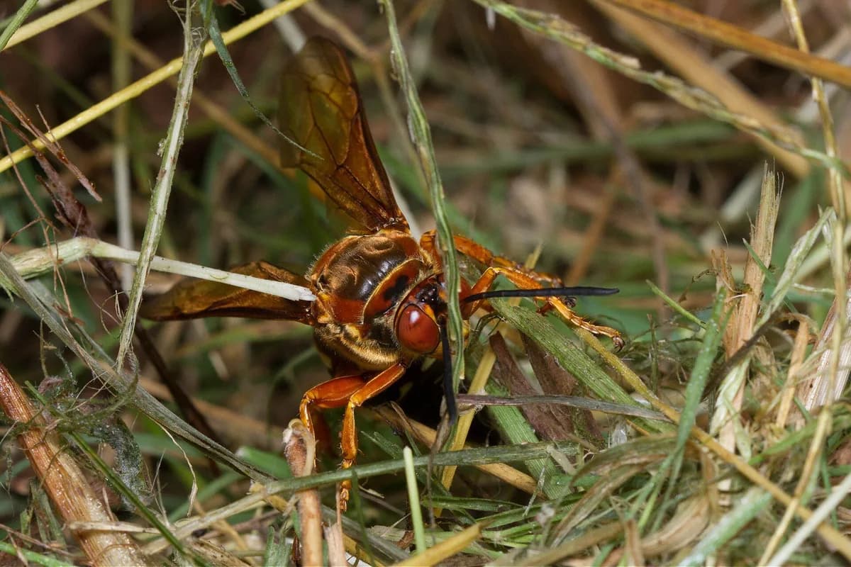 Cicada killer wasp at ground level in grass near its burrow