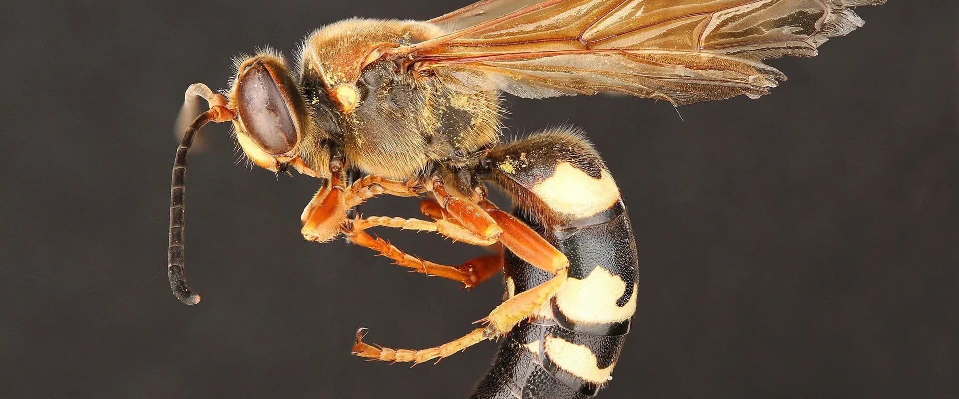 Cicada Killer Wasp — common Texas pest requiring professional control