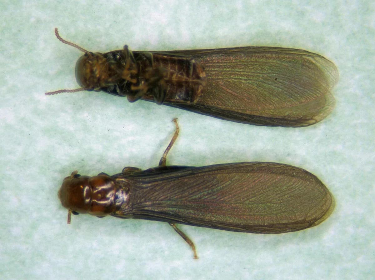 Drywood termite swarmers with dark wings and reddish-brown bodies