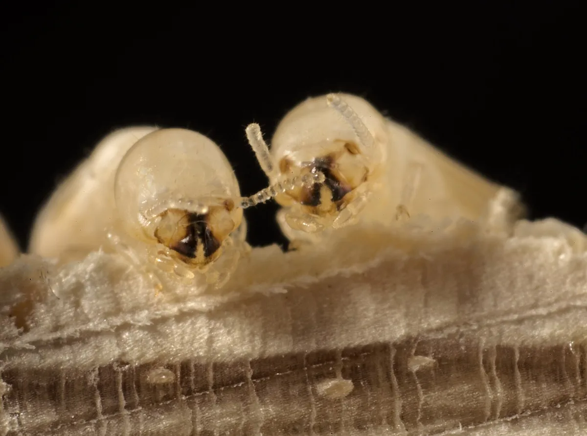Drywood termite workers on softwood