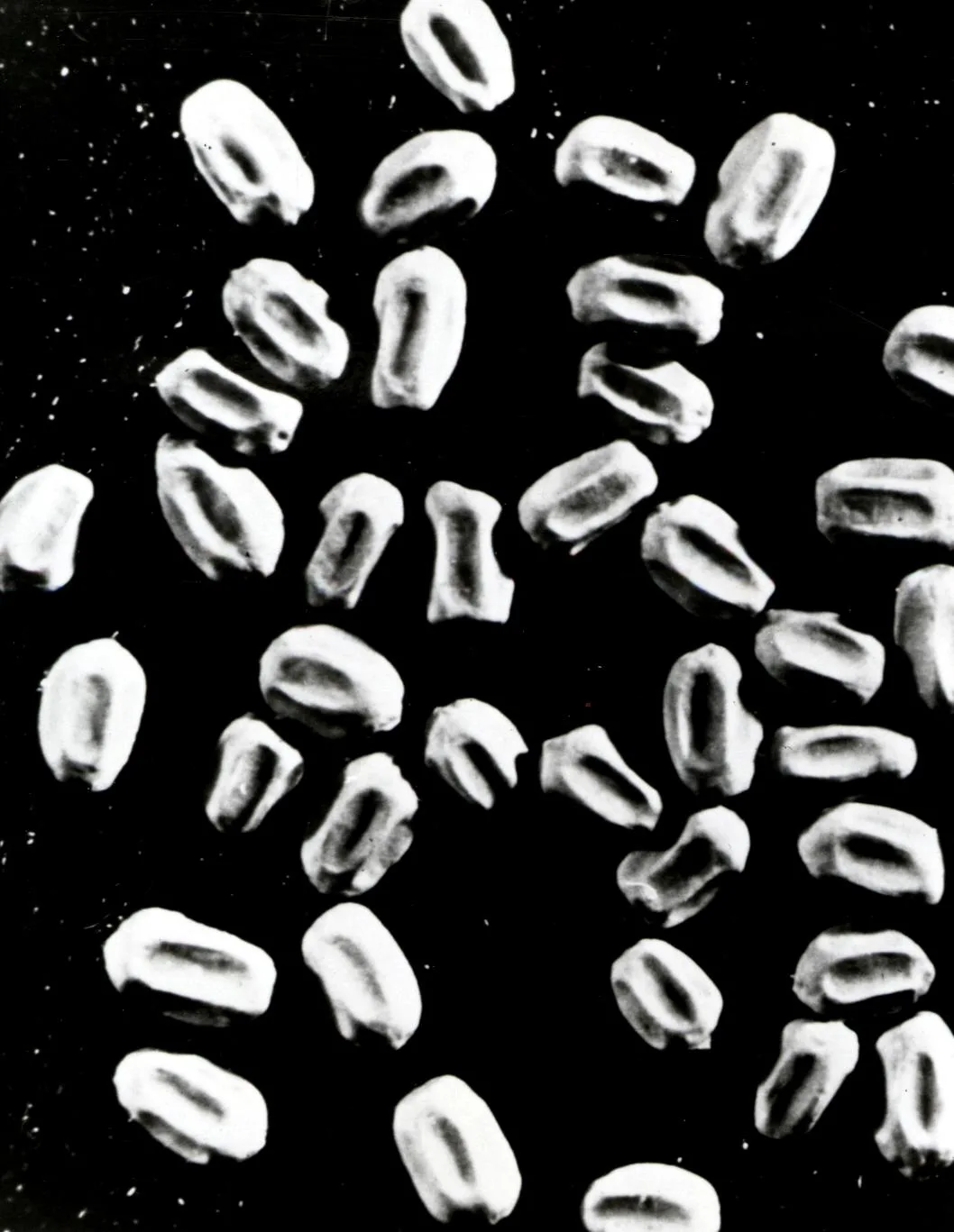 Drywood termite fecal pellets (frass) showing the characteristic six-sided shape