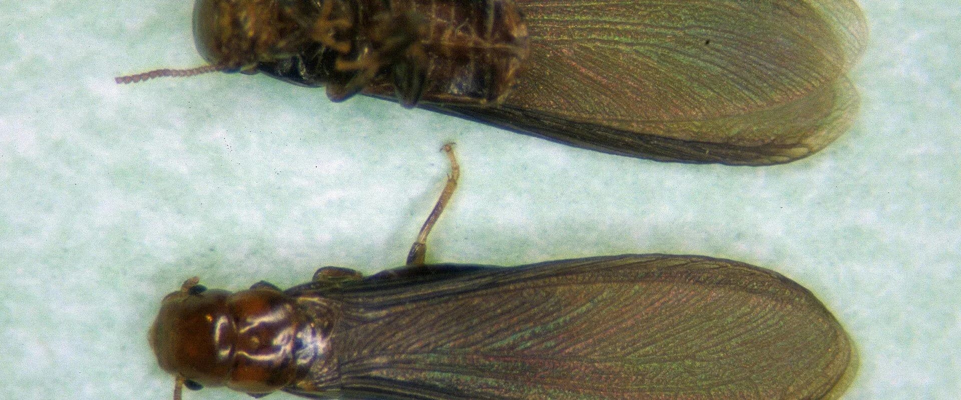 Drywood Termites — common Texas pest requiring professional control
