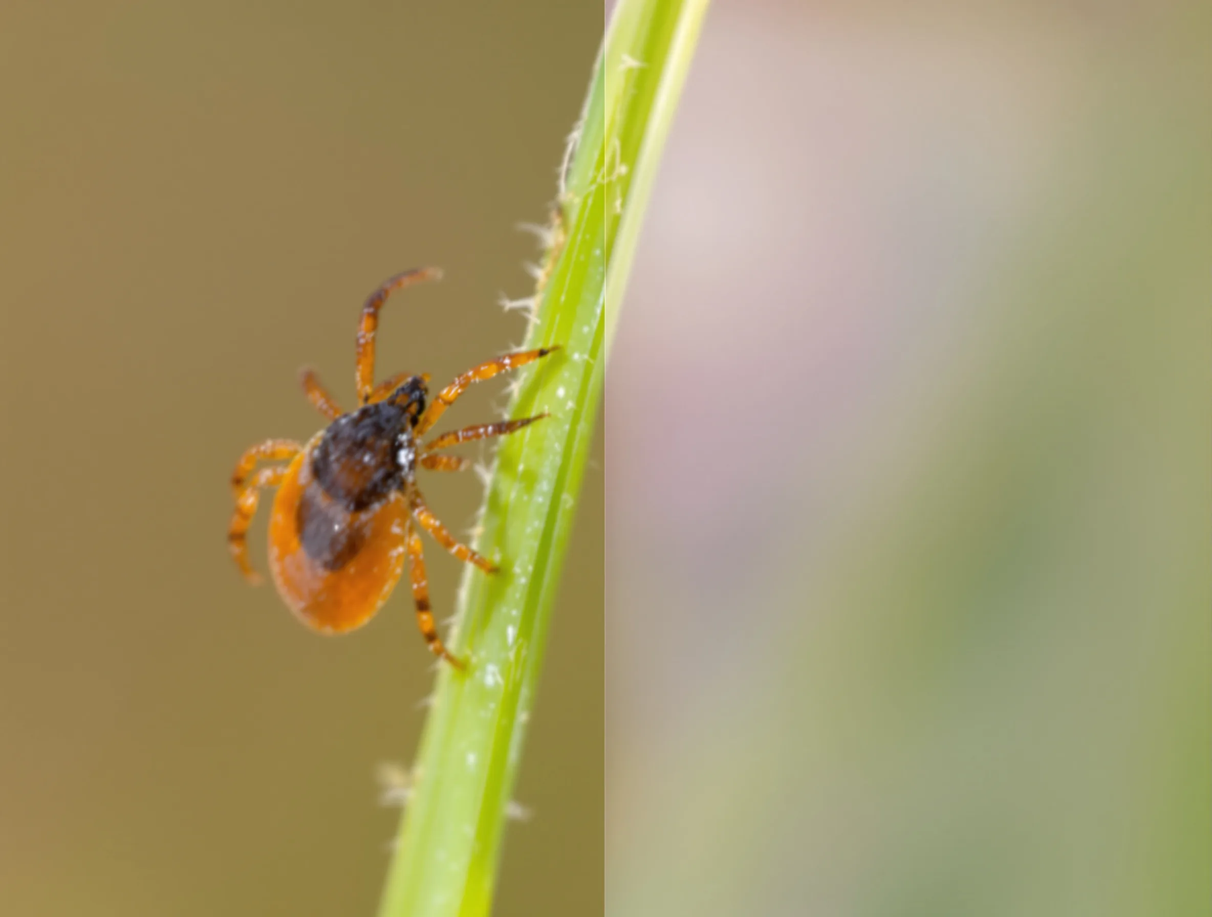 Fleas & Ticks — common Texas pest requiring professional control